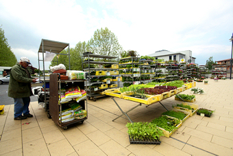 Verkaufsstand der G&auml;rtnerei Scharf auf dem Wochenmarkt in Erlensee