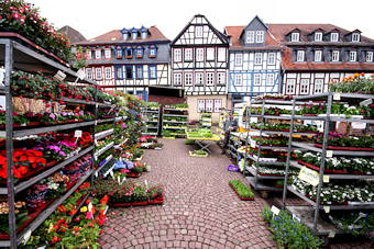 Verkaufsstand der Gärtnerei Scharf auf dem Obermarkt in Gelnhausen